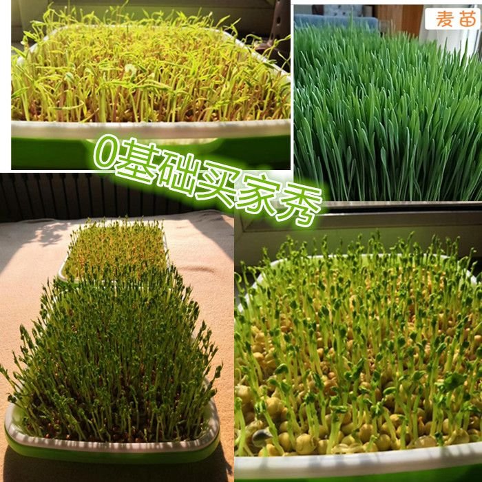 Seed Sprouter Tray - Image 5