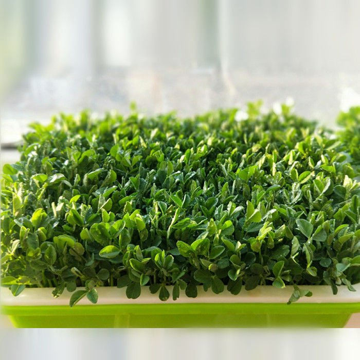 Seed Sprouter Tray - Image 4