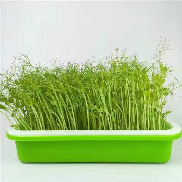 Seed Sprouter Tray - Image 2