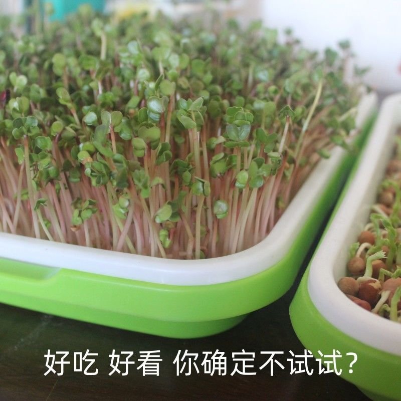 Seed Sprouter Tray - Image 7