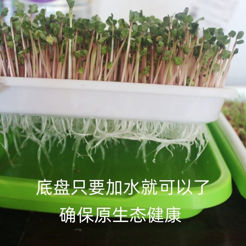 Seed Sprouter Tray - Image 11