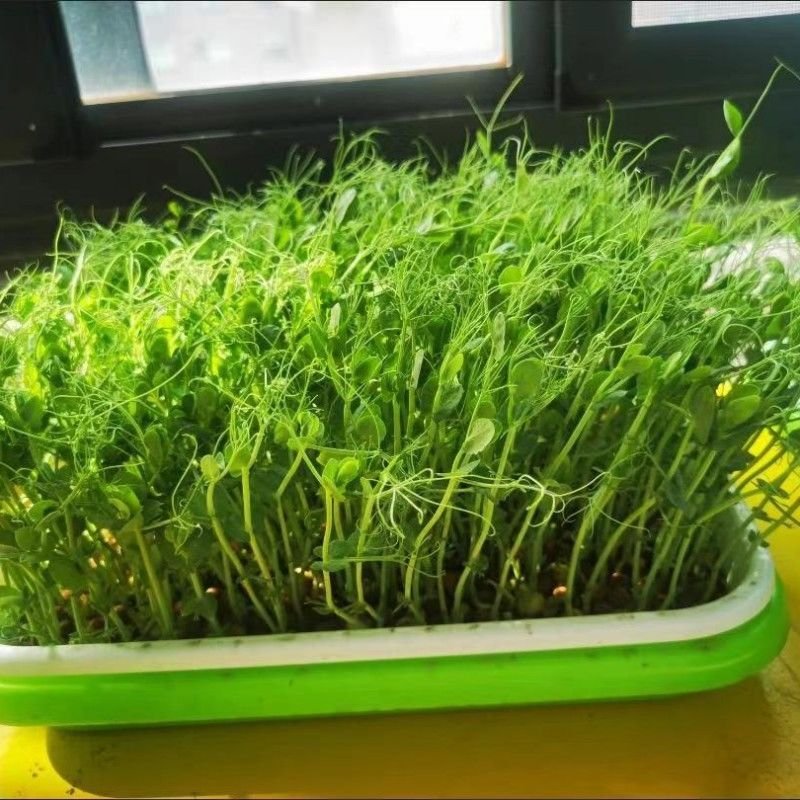 Seed Sprouter Tray - Image 14